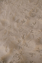 Sandy beach with a bird's footprint in the sand. Concept of calm and tranquility, as the footprints are small and scattered, blending in with the sand.
