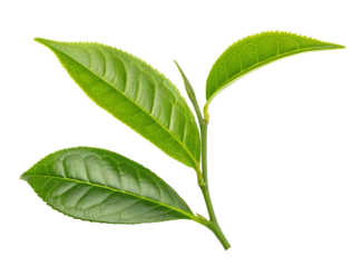 Fresh green tea leaves close up isolated on black background healthy herbal tea plant leaves for tea making