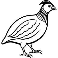 Minimalist Quail Vector Line Art