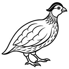 Minimalist Quail Vector Line Art