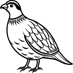 Minimalist Quail Vector Line Art