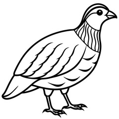 Minimalist Quail Vector Line Art