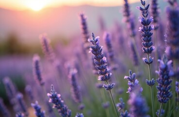Fototapeta premium Close-up photo of perennial lavender plants. Purple flowers in full bloom. Focus on plants, blurry background. Nature scenery, fresh flowers, garden. Sunset sunlight.