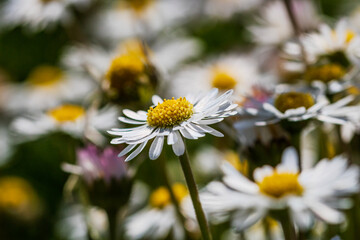 Nature scene with blooming bellis perennis, commonly known as the white daisy © Vlad Ispas