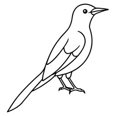 Minimalist Sunbird Line Art Illustration