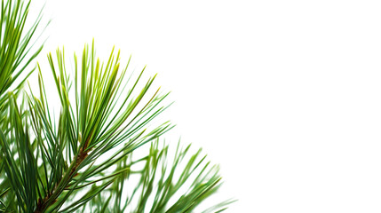 Fototapeta premium Close-up of pine needle isolated on white background 