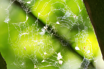 tattered spider web with trapped white petals and pollen, bright green background, with petals...