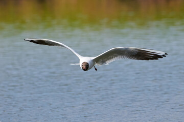 Black-headed gull in flight (Chroicocephalus ridibundus)