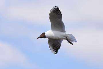 Black-headed gull in flight (Chroicocephalus ridibundus)