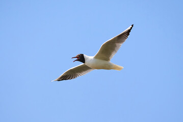 Black-headed gull in flight (Chroicocephalus ridibundus)