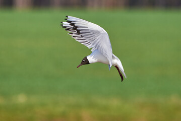 Black-headed gull in flight (Chroicocephalus ridibundus)