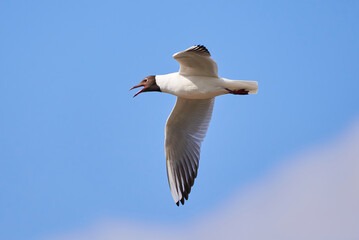 Black-headed gull in flight (Chroicocephalus ridibundus)