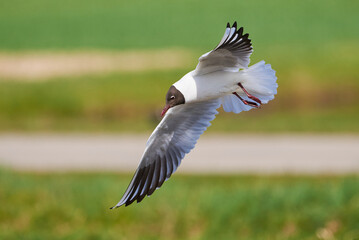 Black-headed gull in flight (Chroicocephalus ridibundus)