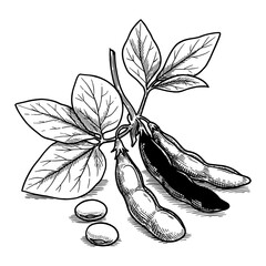 Detailed Soybean Plant with Leaves and Pods Black and White Outline Line Art Drawing Isolated Vector Illustration