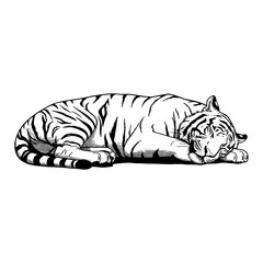 Fototapeta premium Sleeping Lying Tiger Black and White Outline Line Art Drawing Animal Wildlife Illustration Design