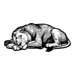 Obraz premium Peaceful Sleeping Lion Lying Down Resting Animal Black and White Outline Line Art Drawing Engraved Style