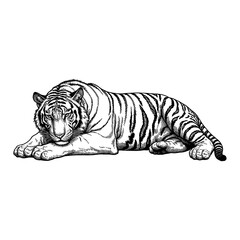 Detailed Black and White Outline Line Art Drawing of a Majestic Tiger Sleeping Lying Down