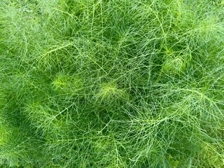 Fresh green dill herb texture. Close-up of feathery aromatic leaves. Perfect for food, garden, and nature backgrounds.