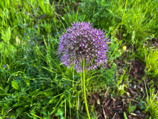 Blooming purple allium flower head on a green meadow. Vibrant spherical blossom close-up.