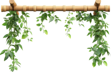 A serene bamboo canopy with lush trailing vines creating a peaceful natural frame against a on transparent background