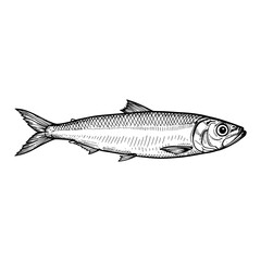 South American Pilchard Sardinops Sagax Fish Side View Black and White Outline Line Art Drawing Isolated