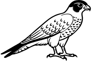 Falcon vector illustration line art and white background