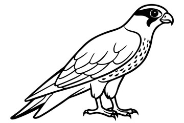 Falcon vector illustration line art and white background