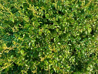 Dense green hedge with glossy leaves captured in bright sunlight. Natural foliage texture perfect for backgrounds.
