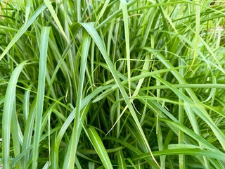 Lush green grass leaves close-up. Natural texture of ornamental garden grass.