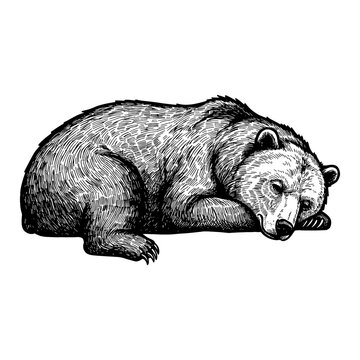 Peaceful Sleeping Lying Bear Animal Resting Isolated Black and White Outline Line Art Drawing Vintage Engraving Style