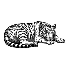 Fototapeta premium Sleeping Lying Tiger Cub Black and White Outline Line Art Drawing with Detailed Engraving Style