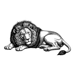 Obraz premium Majestic Sleeping Lying Lion Black and White Outline Line Art Drawing Vintage Engraved Illustration