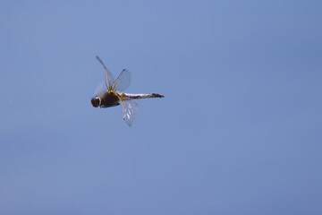 Light blue dragonfly in flight, dragonfly in the air with blue background, wings of a dragonfly, Libellula depressa, broad-bellied dragonfly