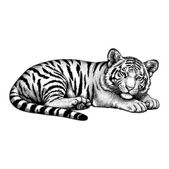 Obraz premium Black and White Outline Line Art Drawing of a Sleeping Lying Tiger Cub Resting Calmly in Vintage Engraved Style