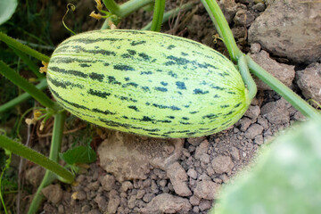 Obraz premium Unripe melon on a branch, unripe melon fruit growing in the garden