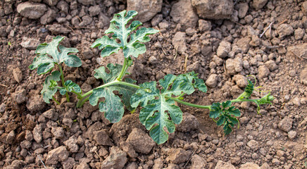 A young watermelon bush grows in the garden on the ground