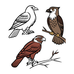 Obraz premium Set of 3 bird illustrations, hawks and eagle, vector