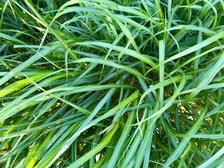 Dense blades of green grass in sunlight. Fresh foliage forming a natural background.