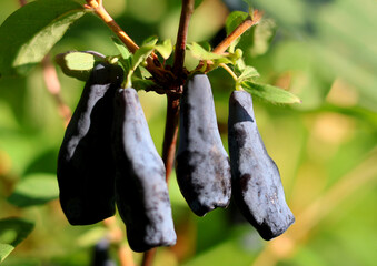Ripe fruits of edible honeysuckle of large-fruited variety