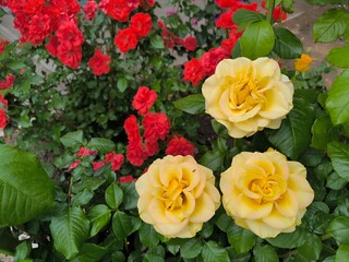 bunch of yellow roses