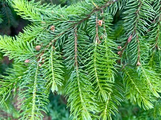 Detailed view of fir tree needles forming a dense and vibrant green pattern. Perfect for nature backgrounds.