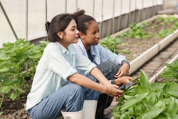 Two teenage female students of asian and african  sitting side by side in greenhouse vegetable garden using garden shears to trim fresh leaves while observing plant condition attentively together