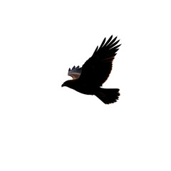 Obraz premium Silhouette of a Majestic Bird in Flight Against a Soft Background for Nature and Wildlife Photography