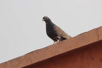 A close up shot of a black pigeon perched on top of a house