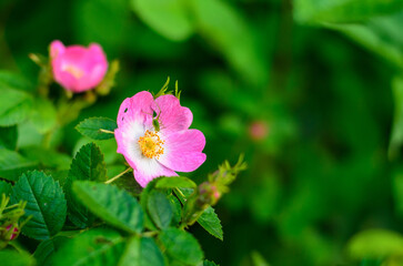 Wild rose flower with grasshopper on petal and blurred natural background