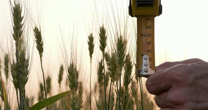 Farmer hands close-up. Farmer measuring wheat field. Measuring wheat ears manually with tape measure. Checking crop quality. Farmer checking wheat height. Wheat quality inspection concept.