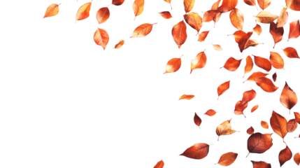 Autumn leaves isolated on white background 