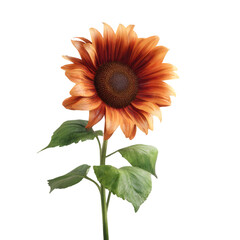 Fototapeta premium A single orange sunflower on a transparent background with green leaves a beautiful autumnal bloom