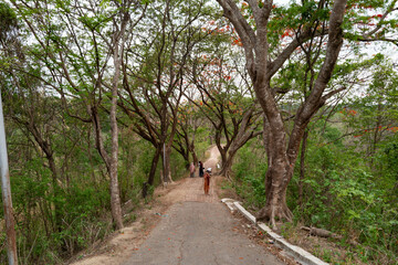 Fototapeta premium road in the woods