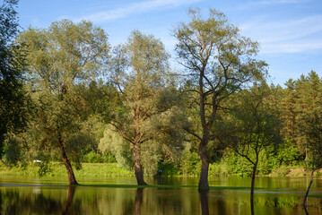 A quiet forest scene with tall trees standing in floodwaters, reflecting in the still surface under a clear blue sky and warm summer light.